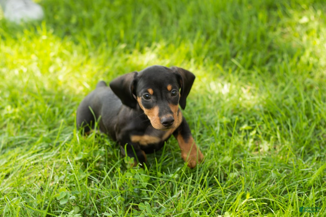 Miniature Dachshund dogs for sale: Miniature Dachshund 4 puppies - Image 1