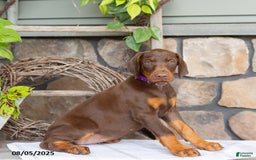Doberman Pinscher dogs for sale: Riata - Image 3