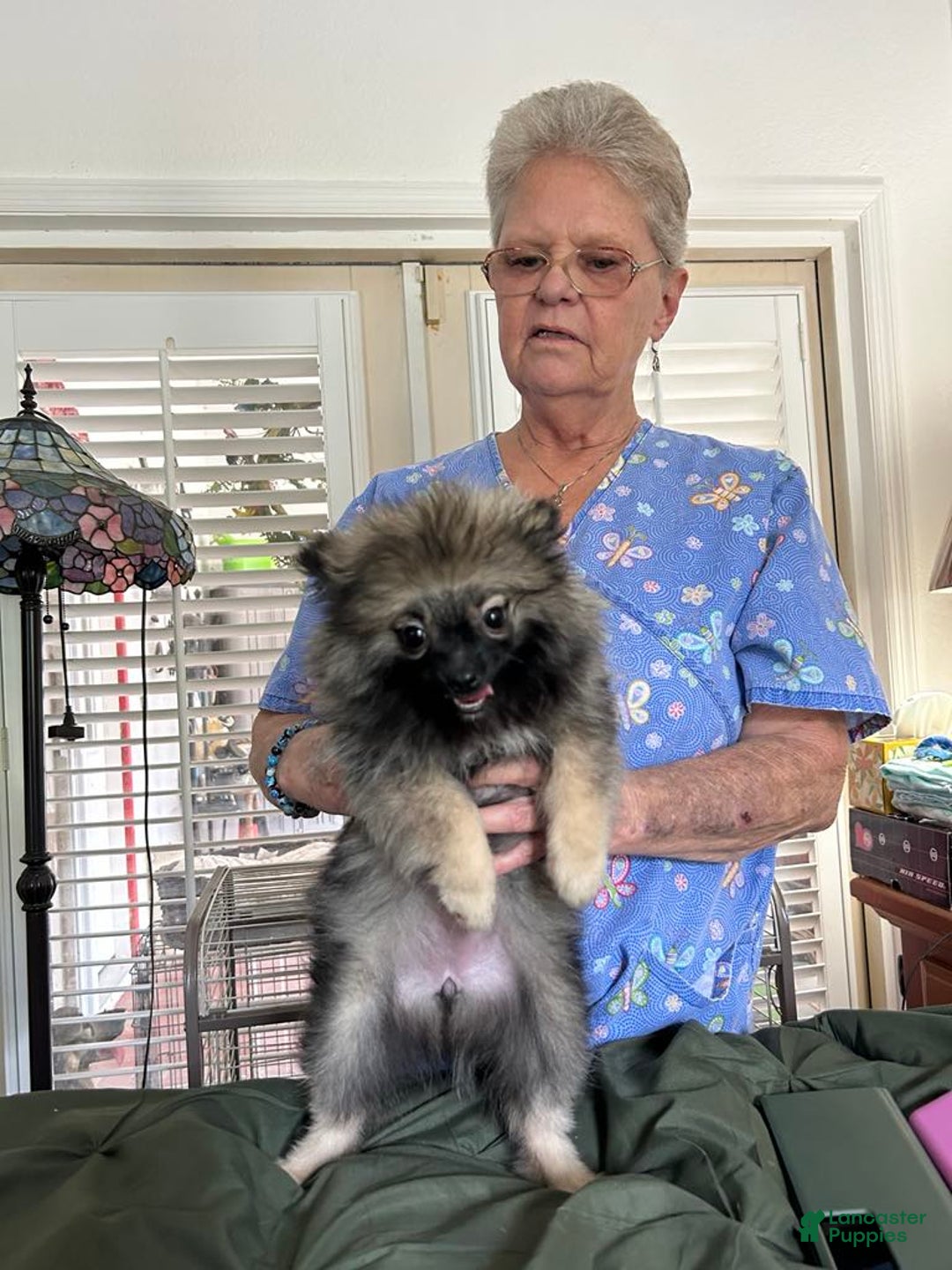 Pomeranian dogs for sale: Akc Gypsy - Image 3