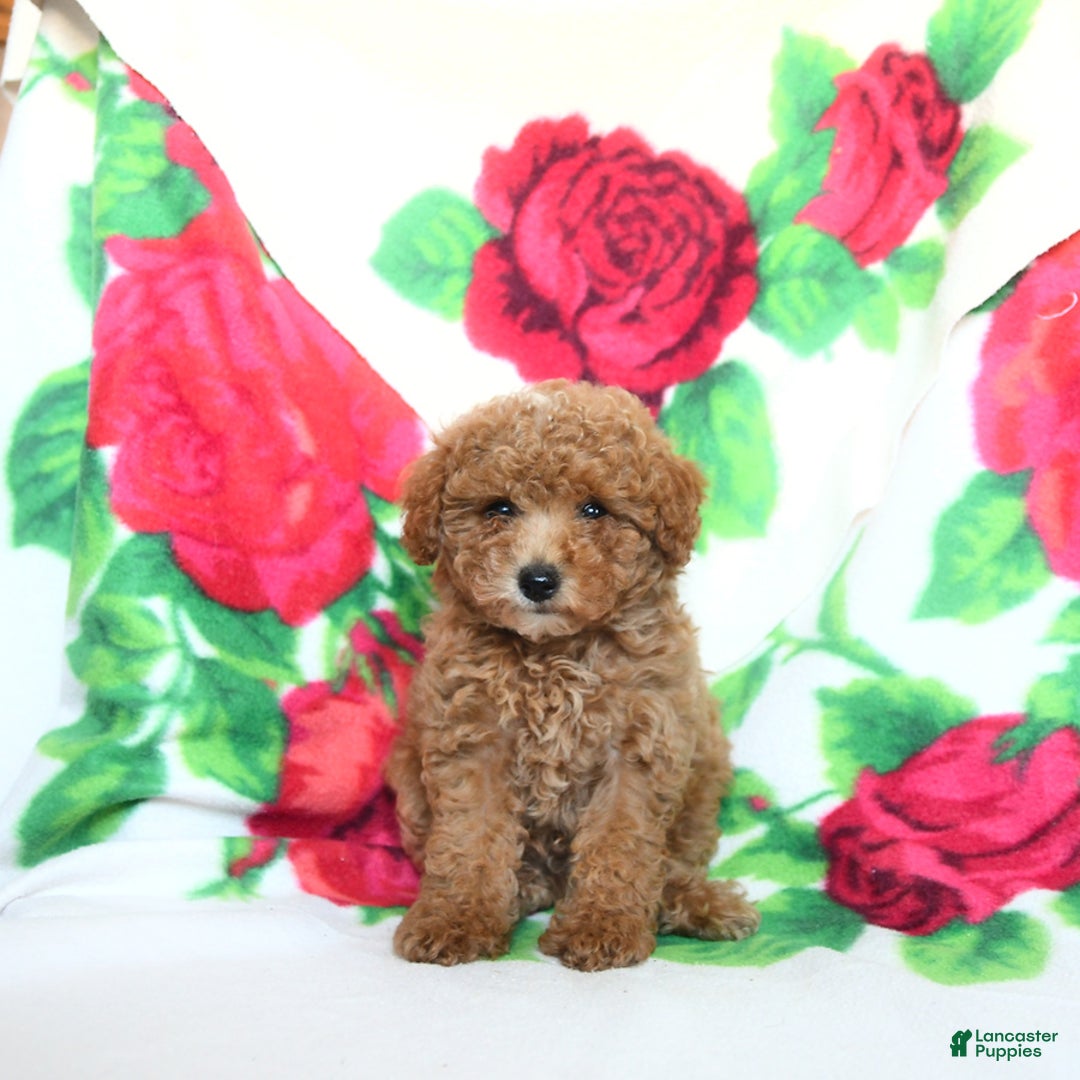 Toy Poodle dogs for sale: Buddy - Image 1