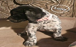 German Shorthaired Pointer dogs for sale: German Shorthaired Pointer 5 puppies - Image 3