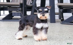 Miniature Schnauzer dogs for sale: Amity - Image 6