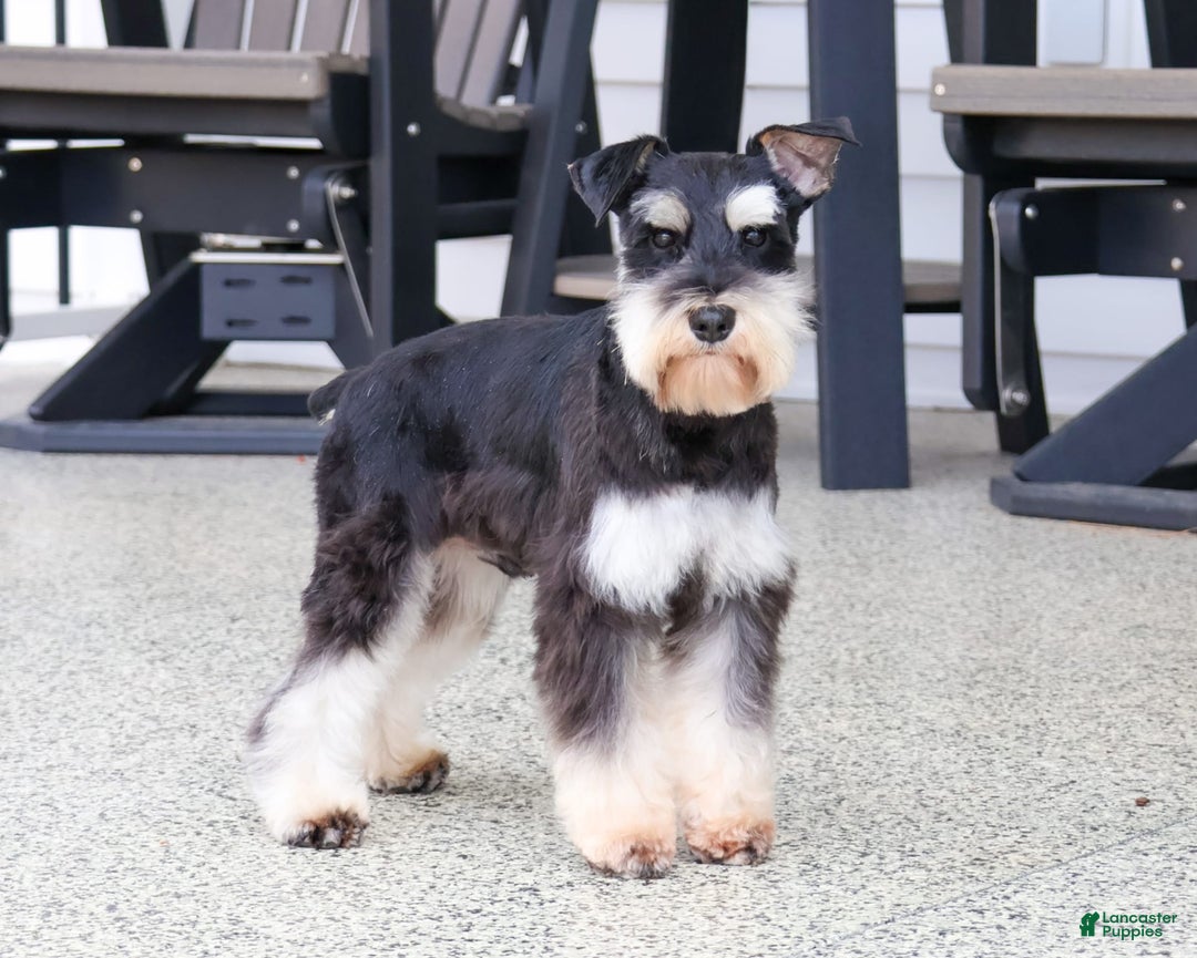 Miniature Schnauzer dogs for sale: Amity - Image 6