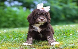 Cockapoo dogs for sale: Precious - Image 1