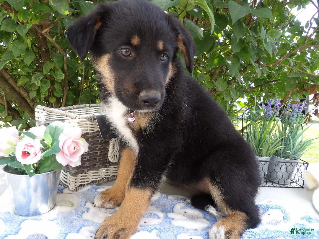 German Shepherd dogs for sale: Lorena - Image 3