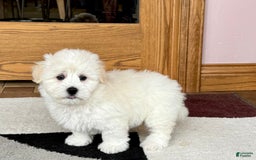 Coton De Tulear dogs for sale: Rodney - Image 5