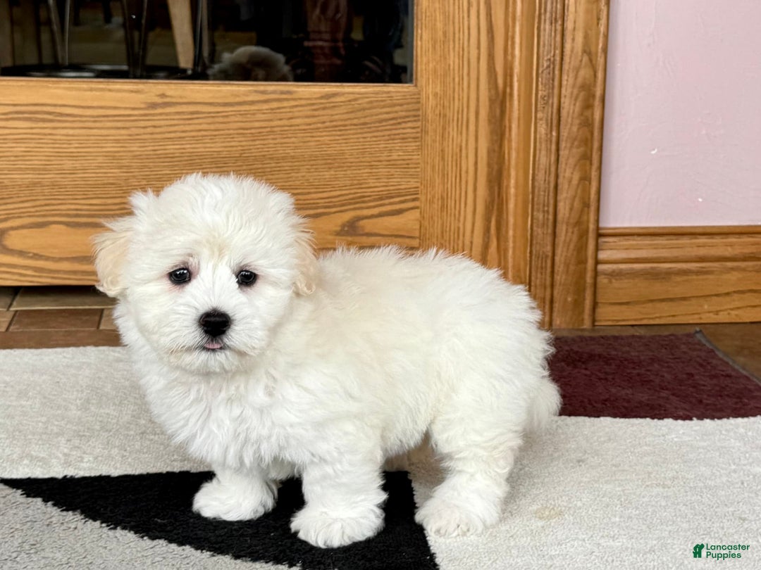 Coton De Tulear dogs for sale: Rodney - Image 5
