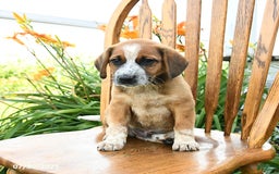 Beagle dogs for sale: Lynx - Image 2