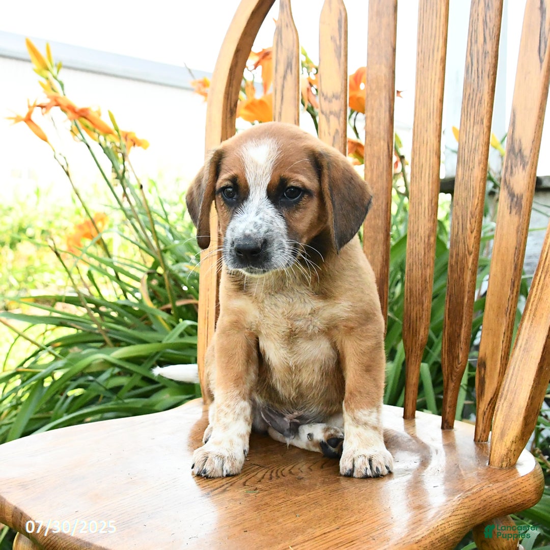 Beagle dogs for sale: Lynx - Image 2