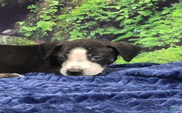 Catahoula Leopard Dog dogs for sale: Luna 2025 Male 1 - Image 1