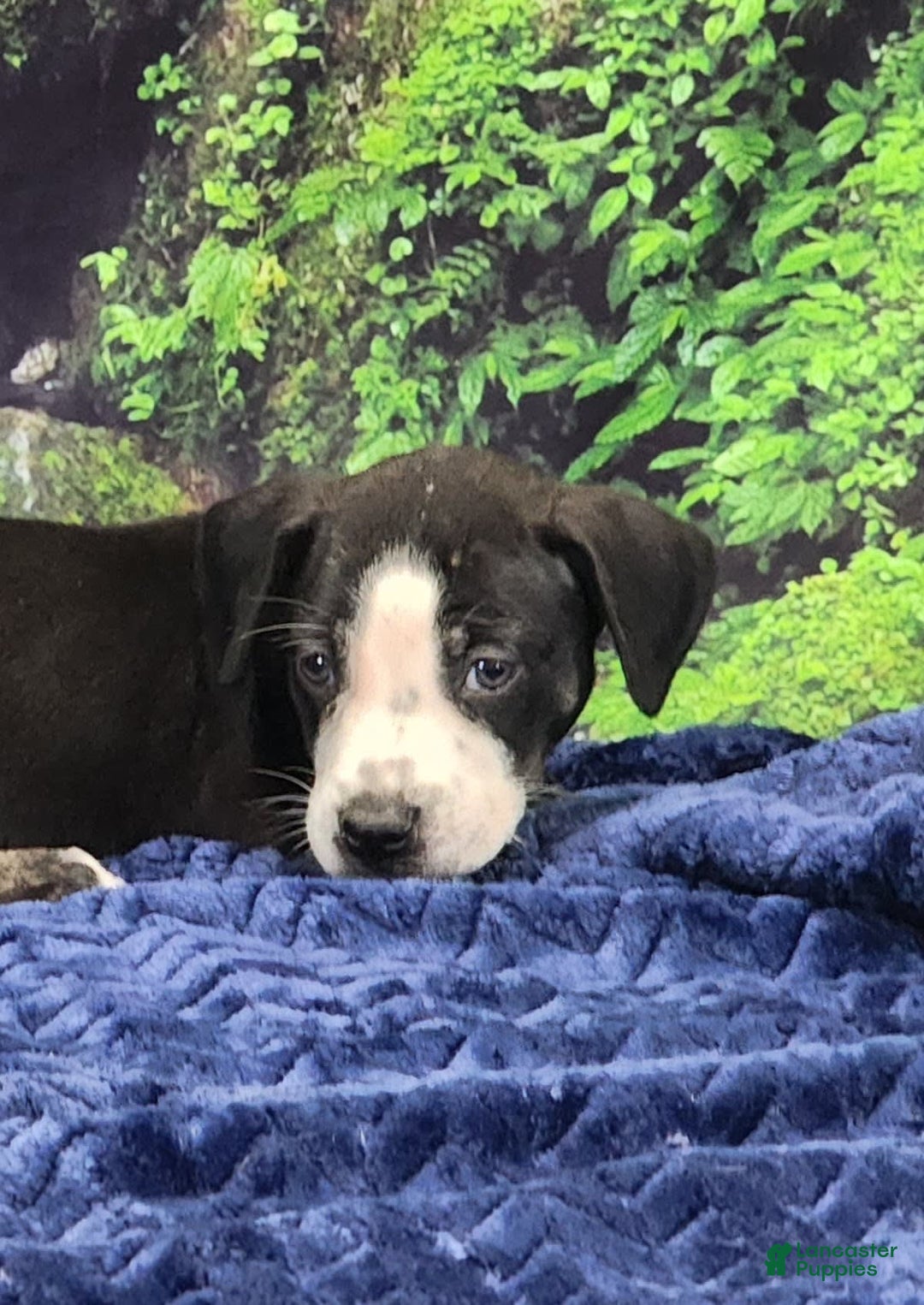 Catahoula Leopard Dog dogs for sale: Luna 2025 Male 1 - Image 1