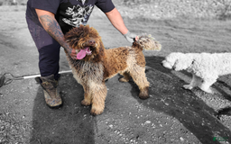 Goldendoodle dogs for sale: Slayer - Image 8