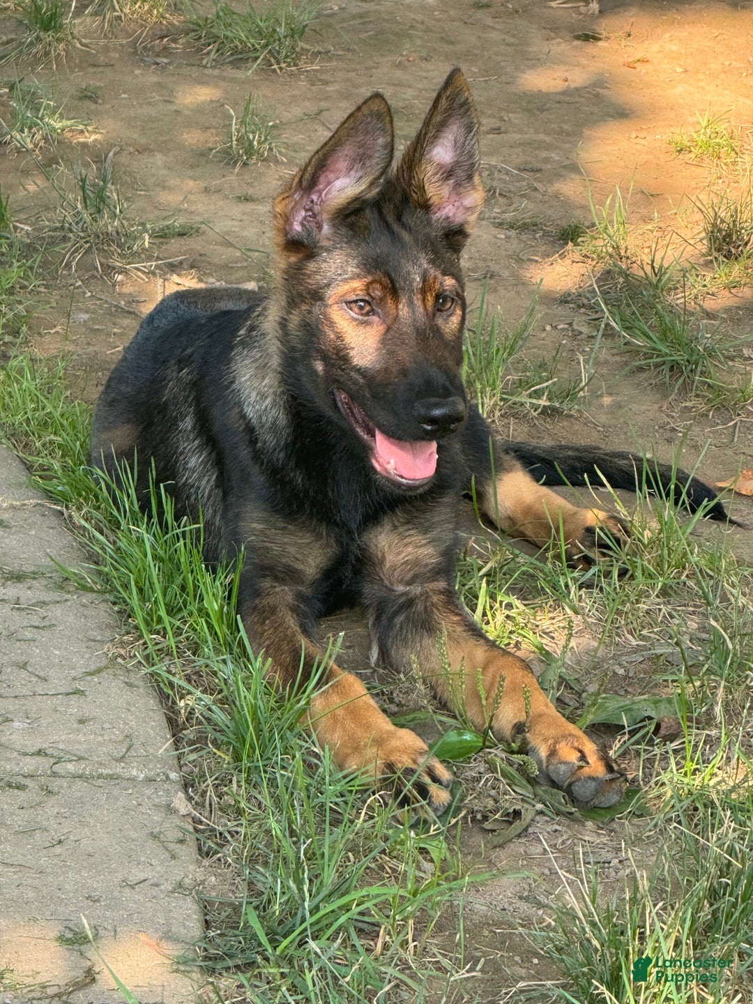 German Shepherd dogs for sale: Luna N Bella - Image 6