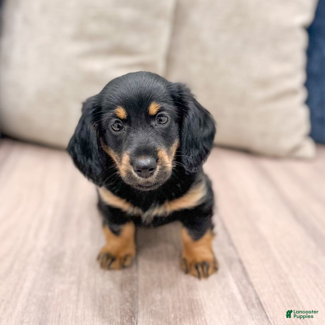 Miniature Dachshund dogs for sale: Faith - Image 9