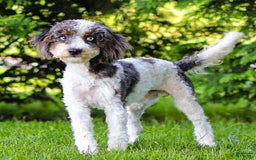 Cavapoo dogs for sale: Timon - Image 1
