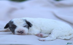 Goldendoodle dogs for sale: Oakland - Image 8