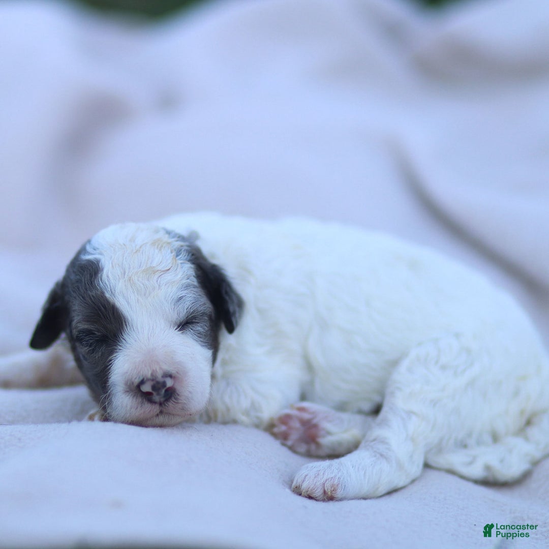 Goldendoodle dogs for sale: Oakland - Image 8