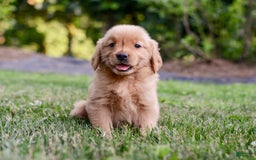 Golden Retriever dogs for sale: Penelope - Image 3