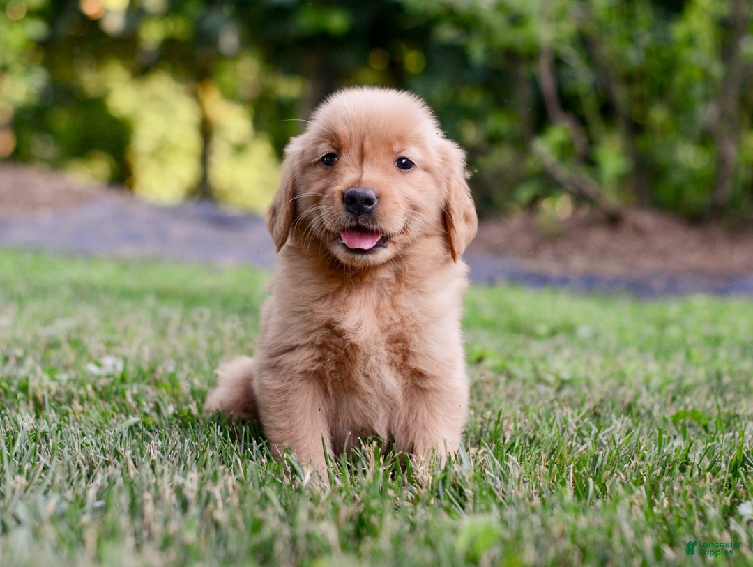 Golden Retriever dogs for sale: Penelope - Image 3