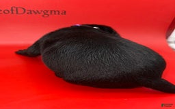 Cane Corso dogs for sale: ICCF Zara - Image 4