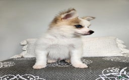 Pomsky dogs for sale: Buck - Image 2