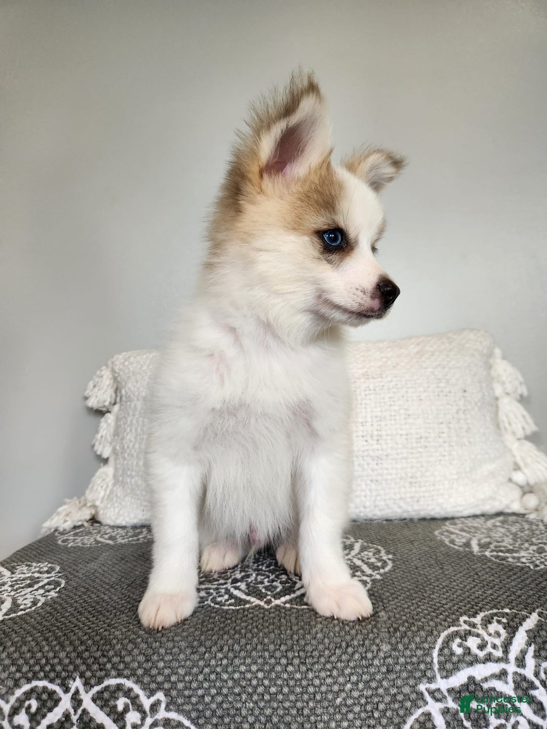 Pomsky dogs for sale: Buck - Image 2