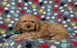 Cockapoo dogs for sale: Croydon - Image 6