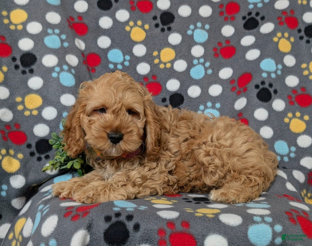 Cockapoo dogs for sale: Croydon - Image 6