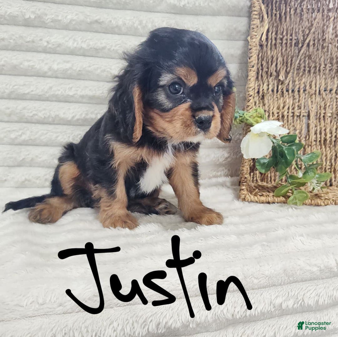 Cavalier King Charles Spaniel dogs for sale: Justin - Image 9