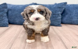 Mini Bernedoodle dogs for sale: Ringo - Image 1