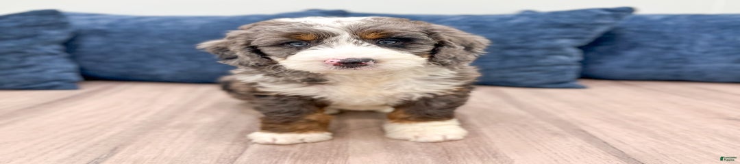 Ringo