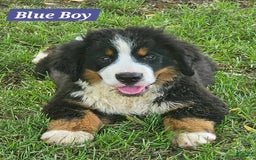 Bernese Mountain Dog dogs for sale: Bluie - Image 2
