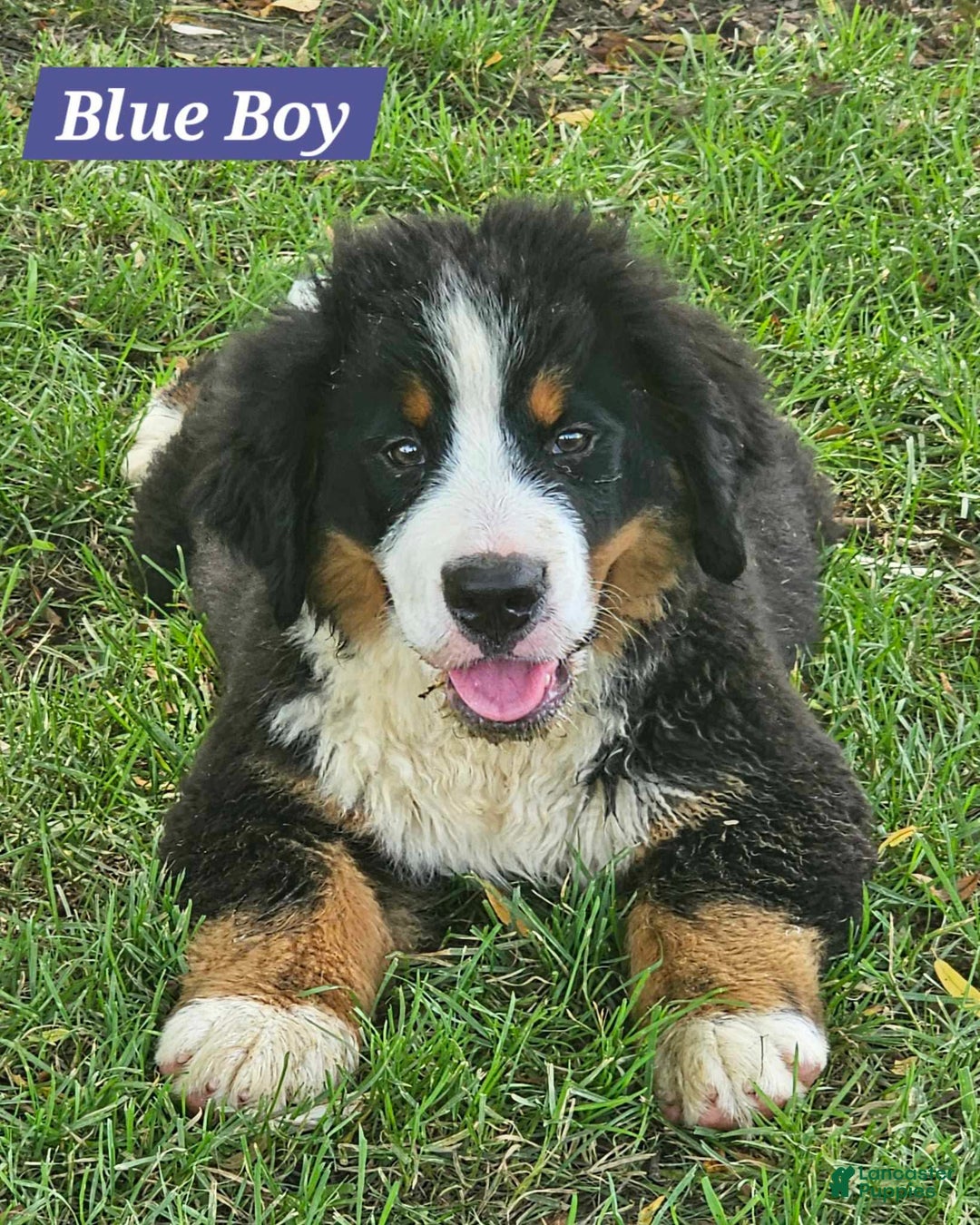 Bernese Mountain Dog dogs for sale: Bluie - Image 2