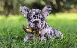 French Bulldog dogs for sale: Collin - Image 1