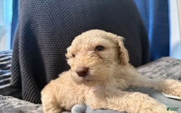 Goldendoodle dogs for sale: Puppy 1 - Image 3
