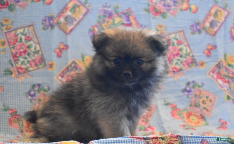 Pomeranian dogs - Advert 34