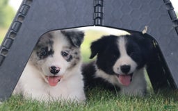 Border Collie dogs for sale: Kingston - Image 5