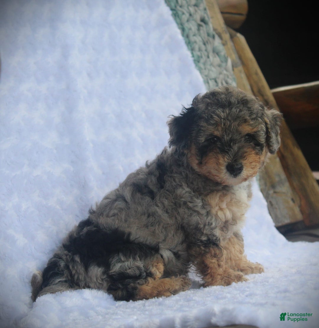 Miniature Poodle dogs for sale: Duff - Image 3