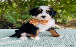Bernedoodle dogs for sale: Ace - Image 3
