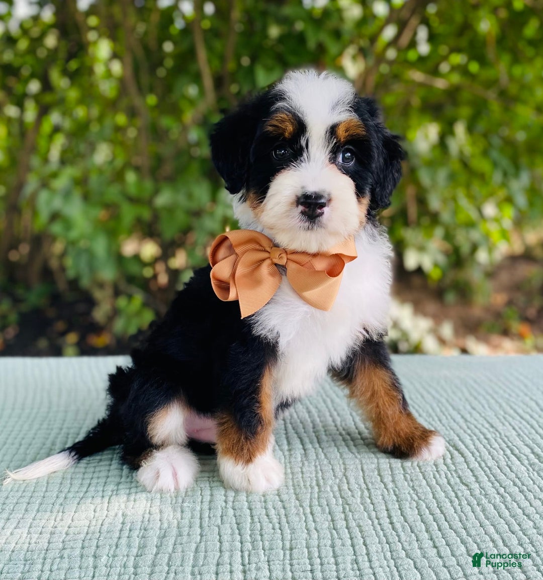 Bernedoodle dogs for sale: Ace - Image 3