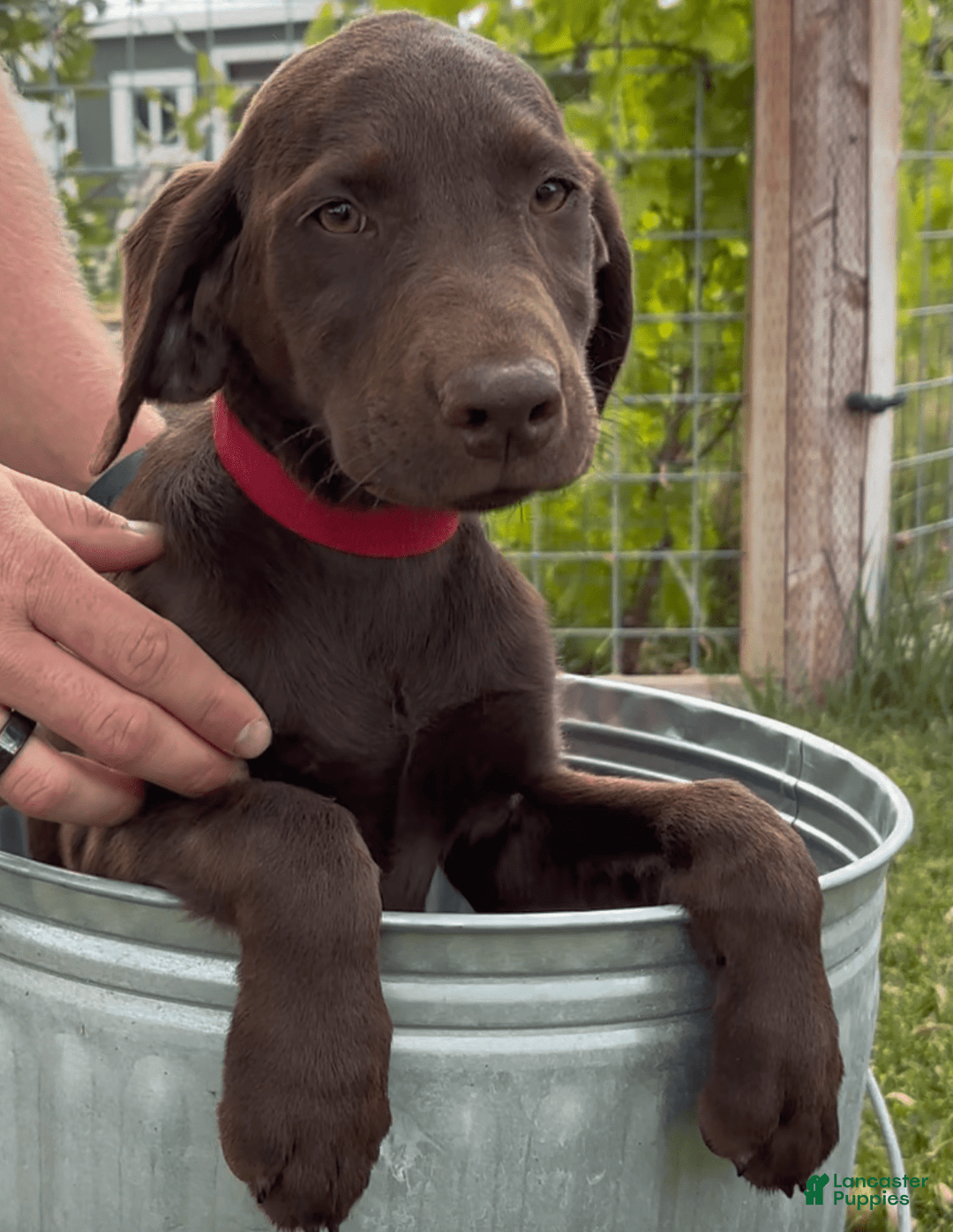 Labrador Retriever dogs for sale: Mocha - Image 5