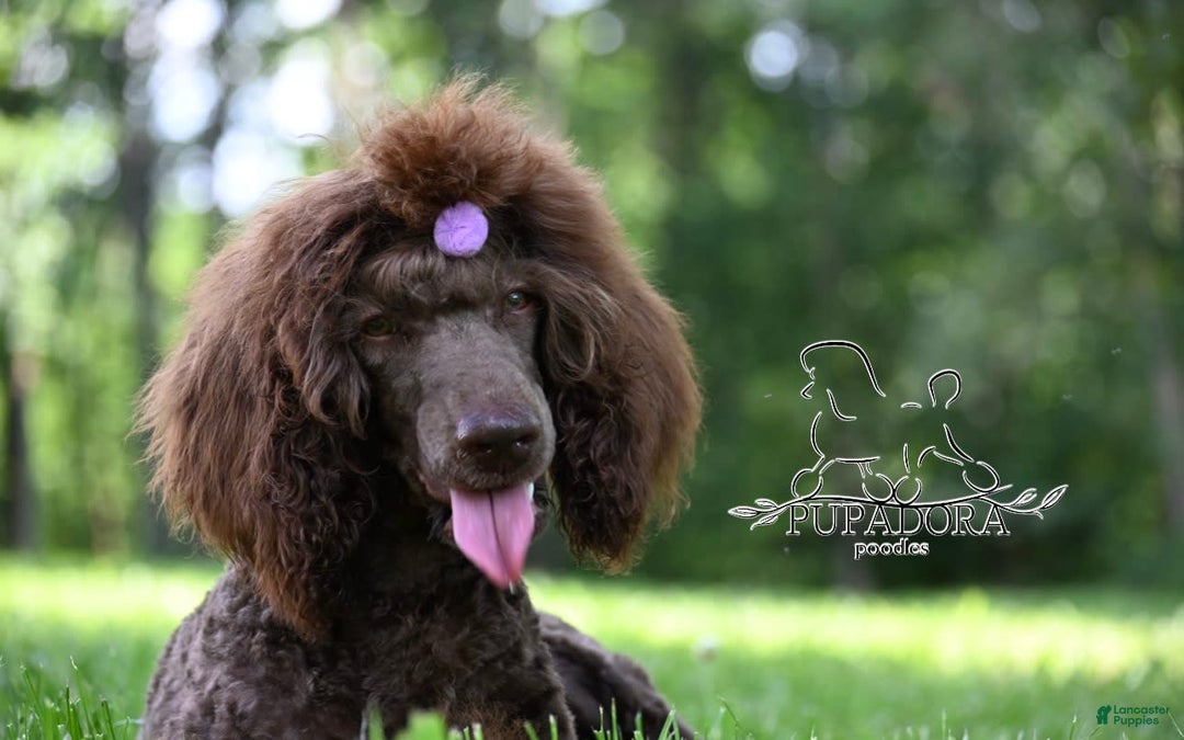 Standard Poodle dogs for sale: Quinn - Image 3