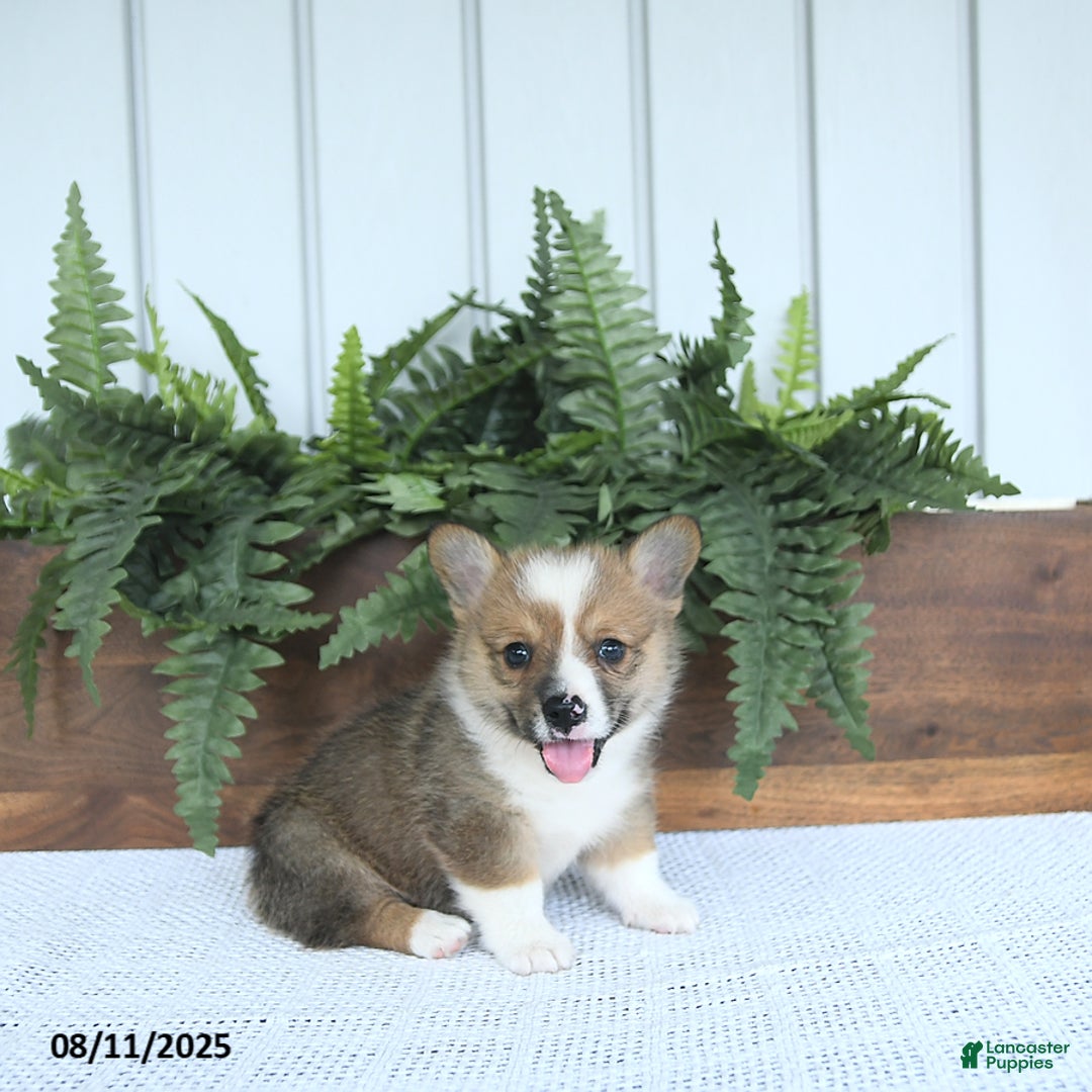 Welsh Corgi Pembroke dogs for sale: Murphy - Image 5