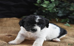 Cavapoo dogs for sale: Adrian - Image 2
