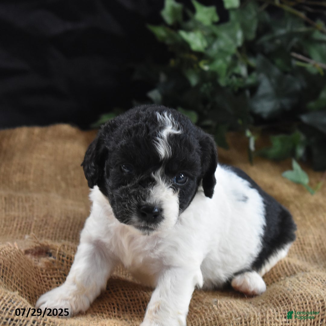 Cavapoo dogs for sale: Adrian - Image 2