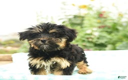 Morkie dogs for sale: Blossom - Image 4