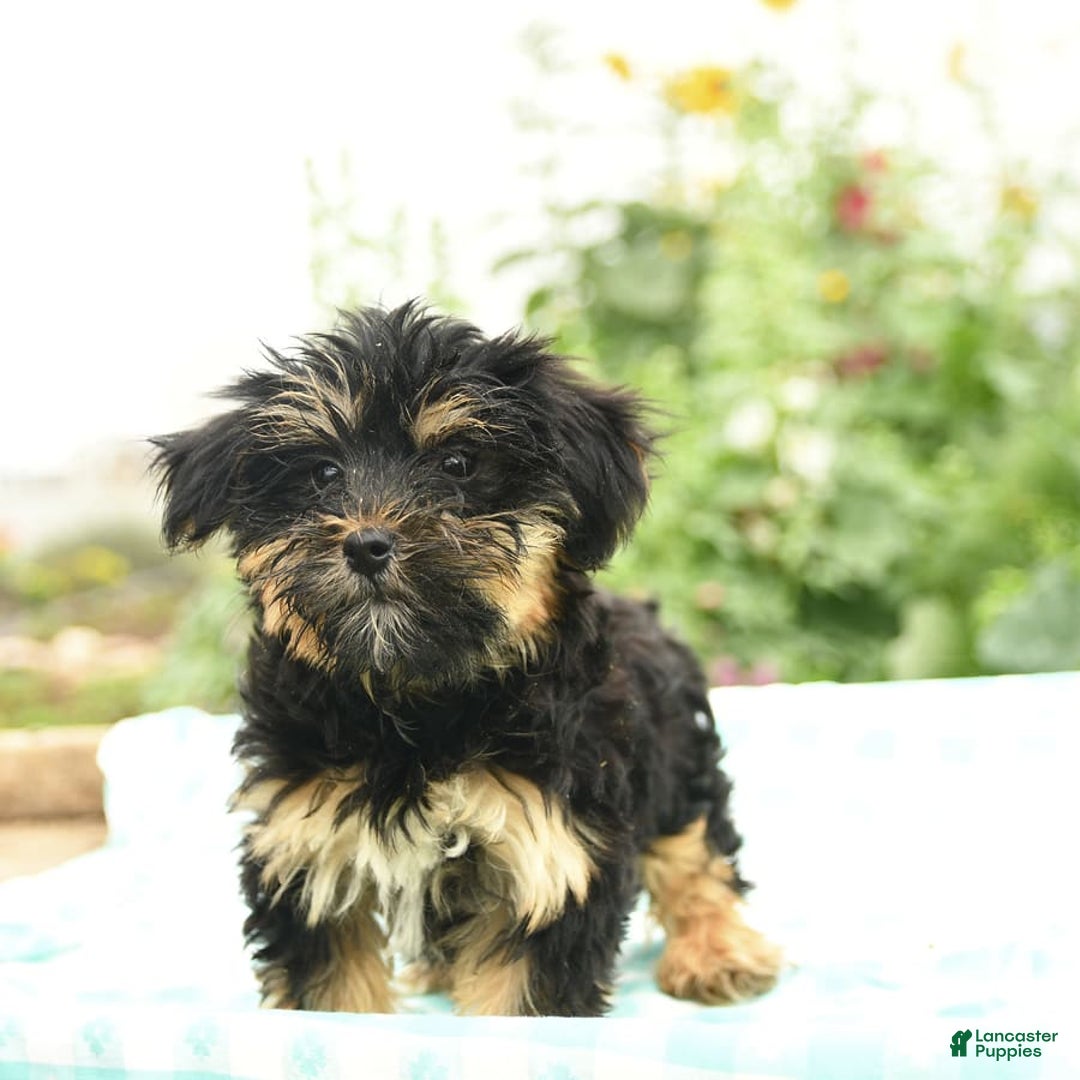 Morkie dogs for sale: Blossom - Image 4