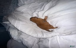 Pomeranian dogs for sale: Jill - Image 9