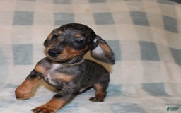 Miniature Dachshund dogs for sale: Teddy Mini - Image 27