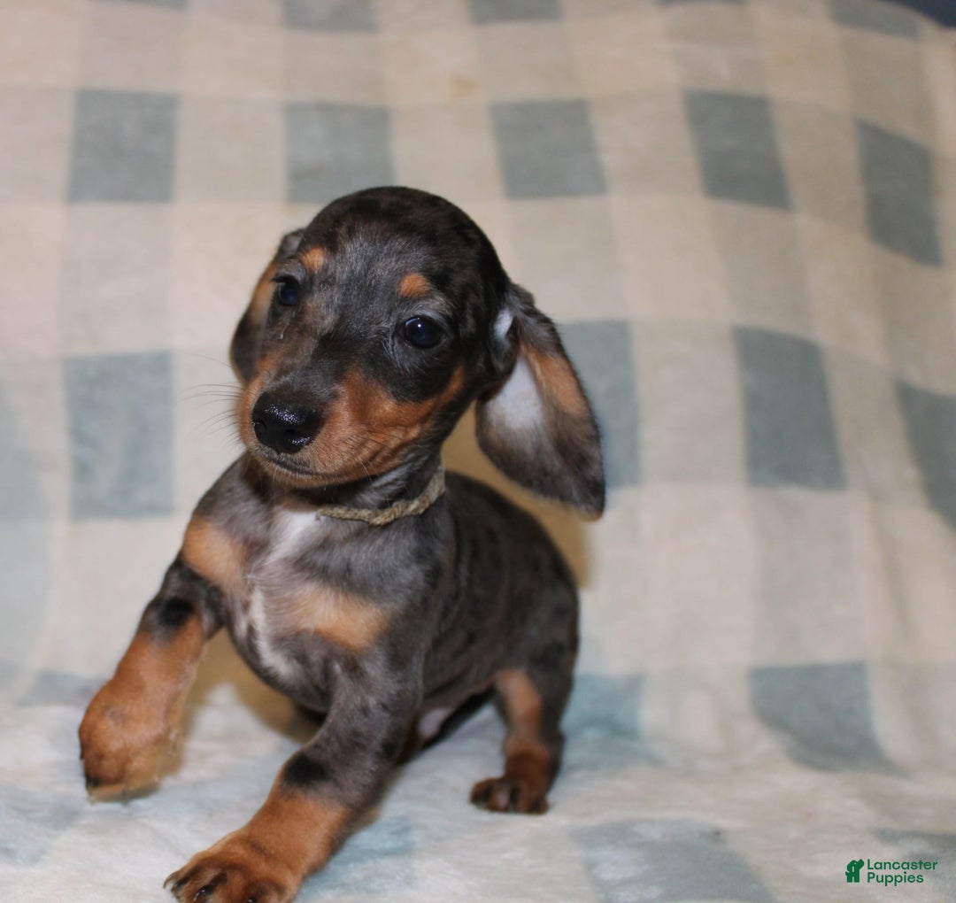 Miniature Dachshund dogs for sale: Teddy Mini - Image 27